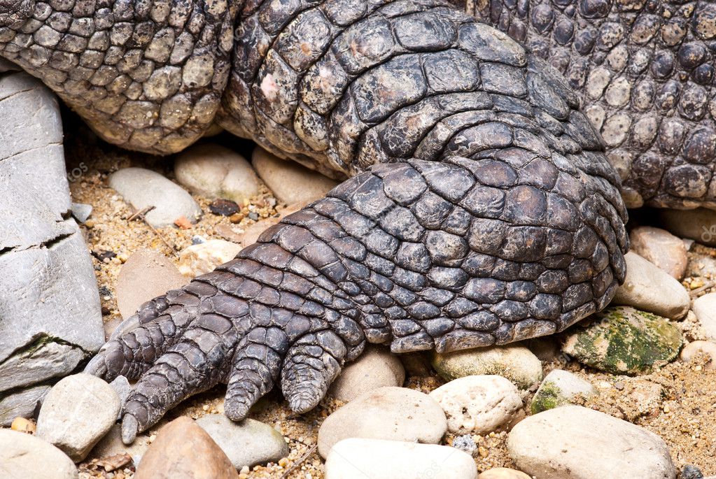 Crocodiles Foot — Stock Photo © Sasilsolution #8197260