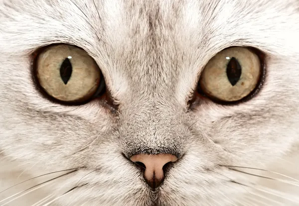 Cat eyes