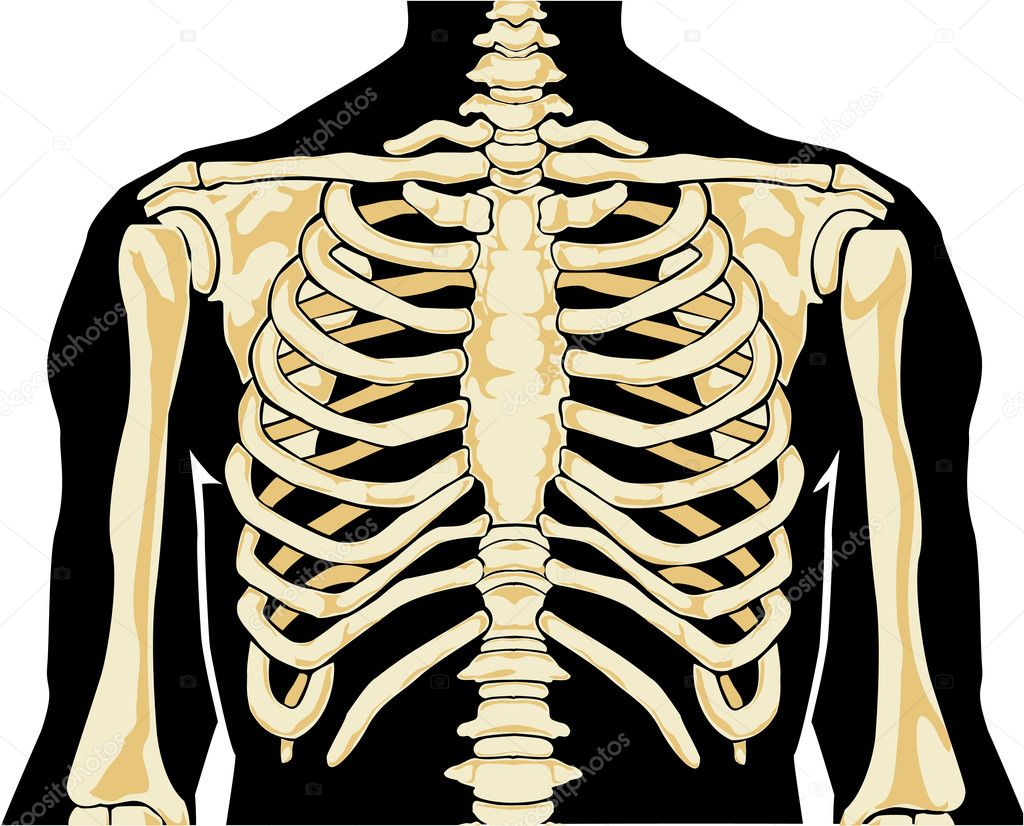 Human skeleton. Chest — Stock Vector © leopolis #8280357