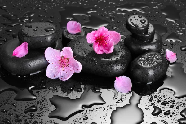 Spa stones with drops and pink sakura flowers on grey background