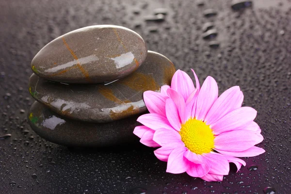 Spa stones with water drops and pink flower on black background