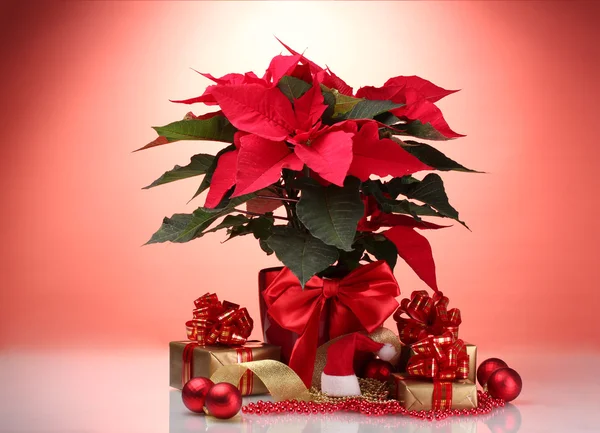 Beautiful poinsettia in flowerpot, New Year's balls and gifts