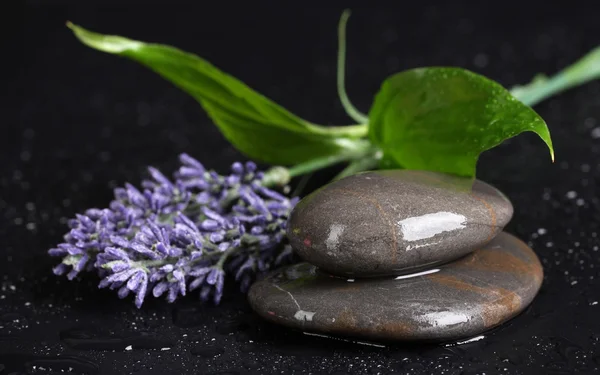 Spa stones with water drops, lavender and leaves on black background