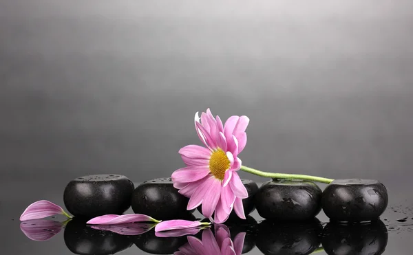 Spa stones and flower with water drops on grey background