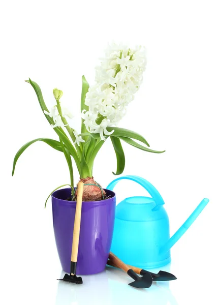 Beautiful white hyacinth in purple flowerpot, watering can and garden tools isolated on white
