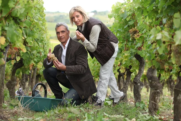 Man and woman picking grapes in a vineyard