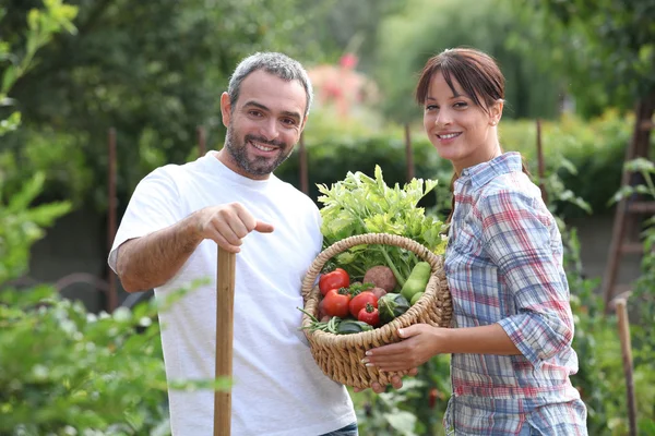 Couple picking vegetables