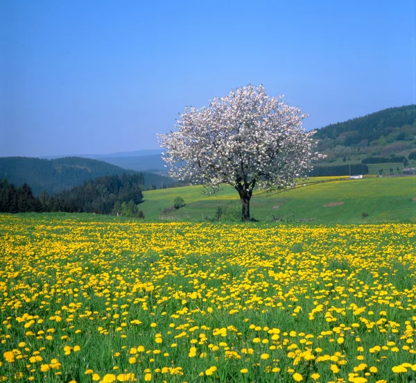 Spring landscape with flowering fruit trees and dandelion meadow