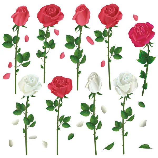 Set of flowers white and red roses over white