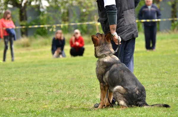 Dog at a dog training