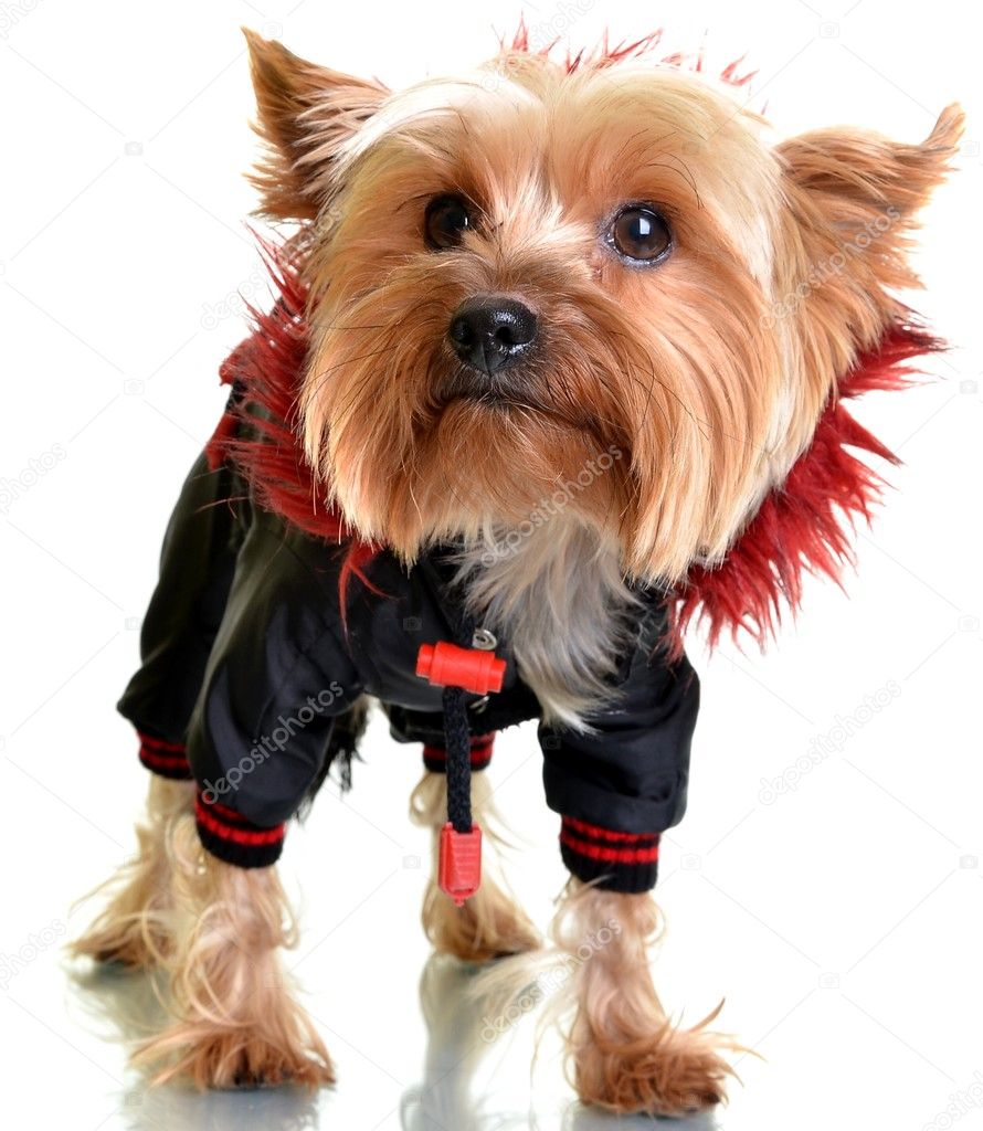 Yorkshire terrier in clothes, isolated on white backgroun — Stock Photo