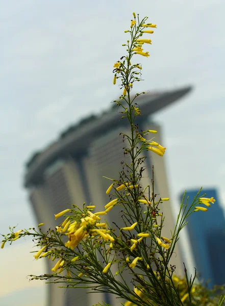 Yellow flower in marina bay sands