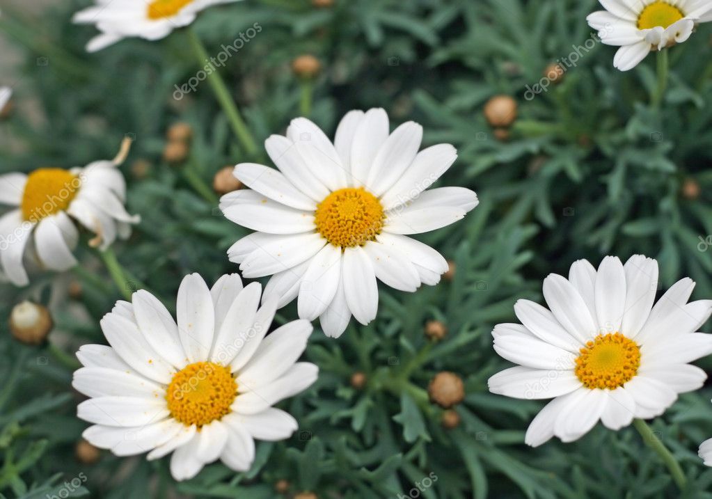Daisies with yellow pollen with many petals — Stock Photo