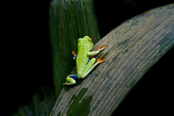 Climbing red eyed tree frog