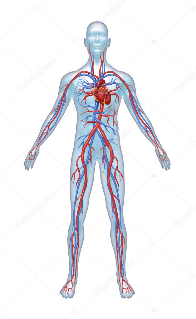 Αποτέλεσμα εικόνας για καρδιαγγειακό σύστημα