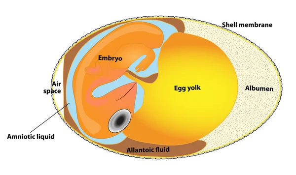 Bird In Egg