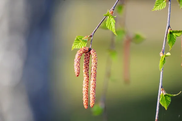 Spring. Birch catkins (Buds)
