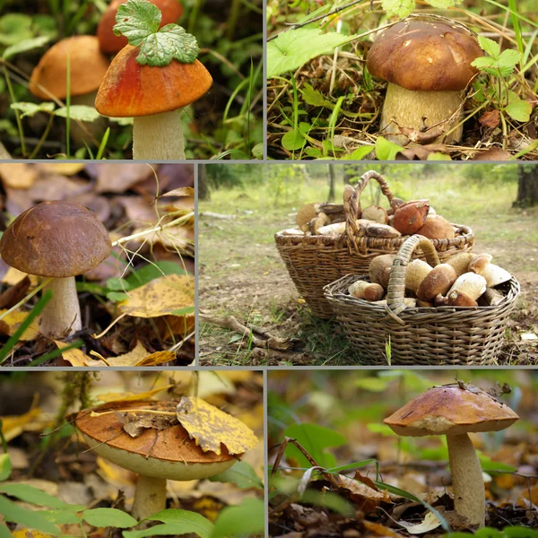 Collage: mushrooms in the forest
