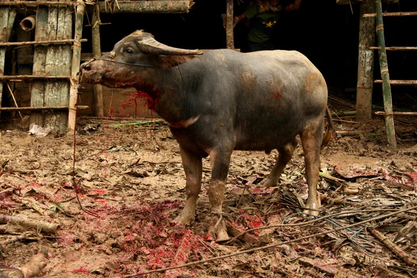 Funeral ceremony in Tana Toraja, Sulawesi: slaughtering water buffalos