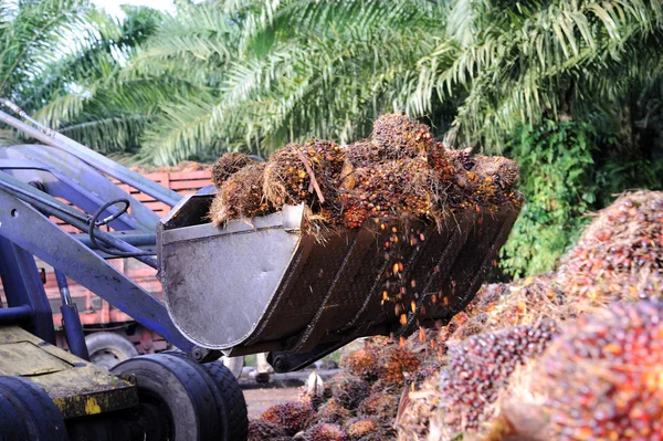 Uploading Palm Oil fruits