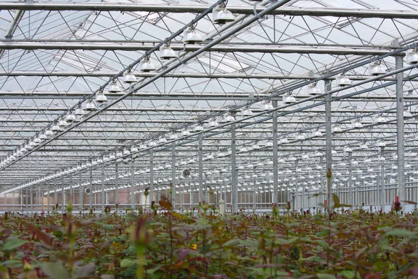 Flower cultivation with roses in a greenhouse