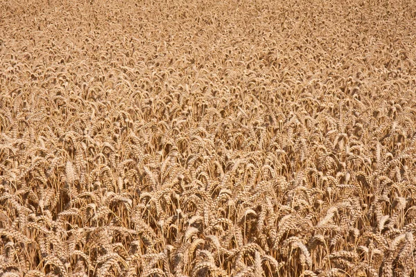 Rich harvest of ripe wheat