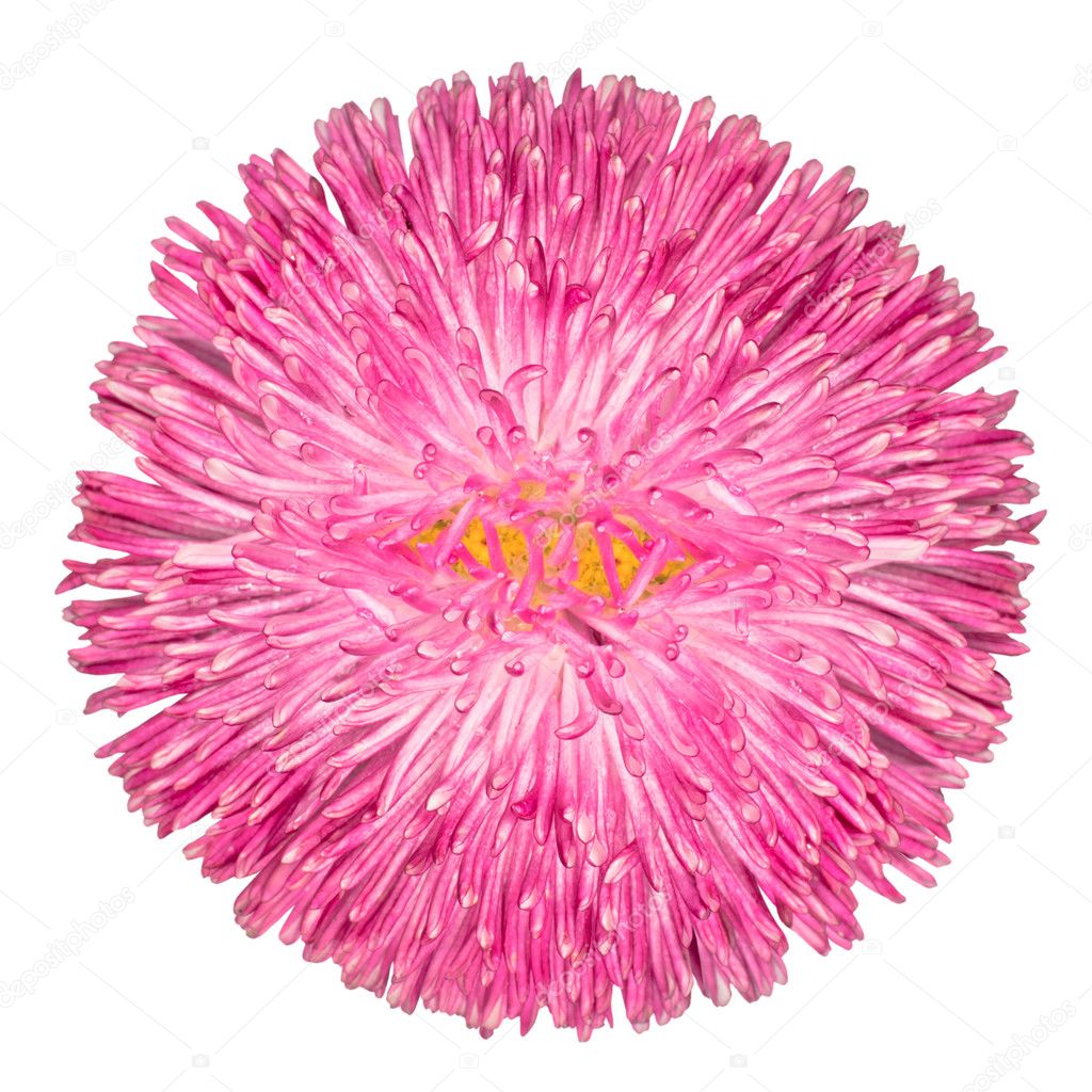 My Image 15