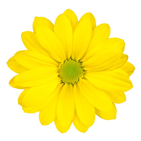 Yellow Daisy Flower with Green Center Isolated