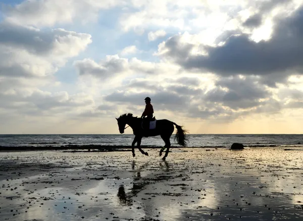 Silhouette of Horse Rider Galloping on the Beach
