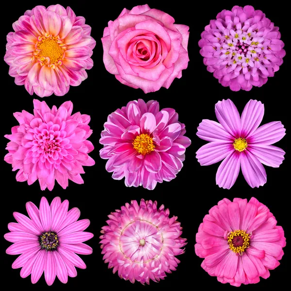 Selection of Pink White Flowers Isolated on Black