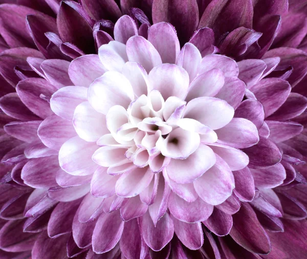 Macro Close up on Purple White Chrysanthemum Flower