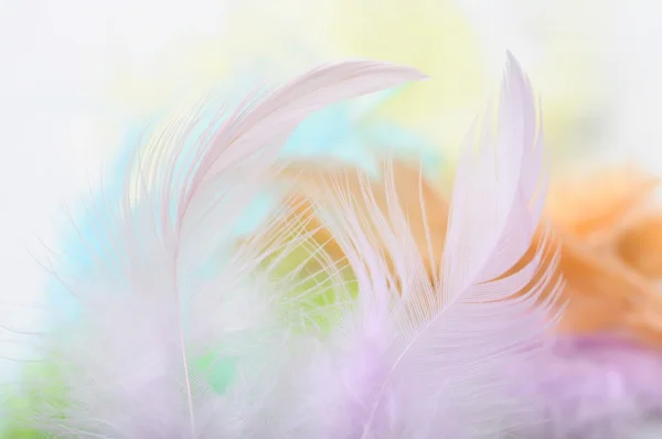 Some colored feathers