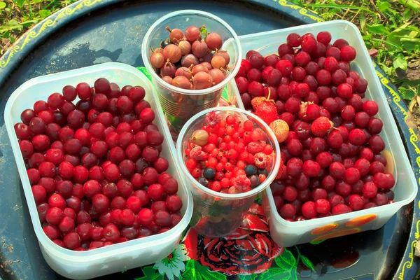 Harvest berries