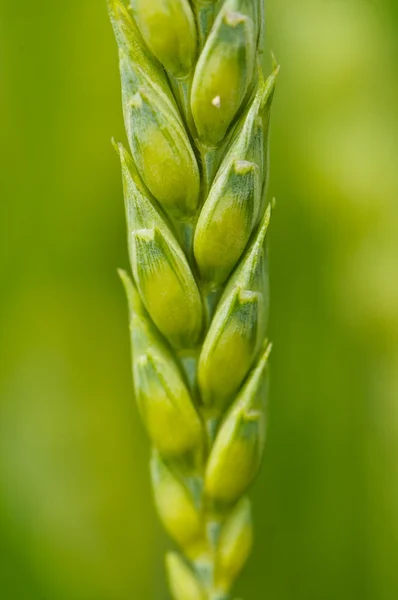Close up macro detail of a green crop ear