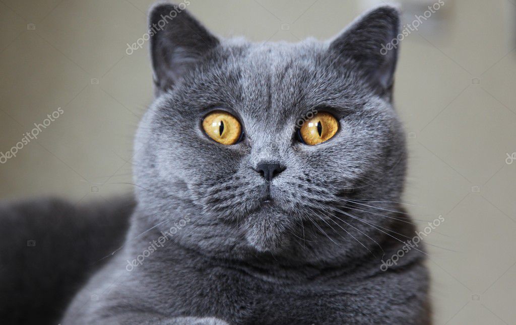 Egzotik Shorthair Kedi Egzotik Shorthair Kedi