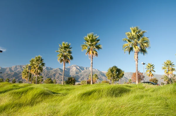 Palm Trees and Mountains