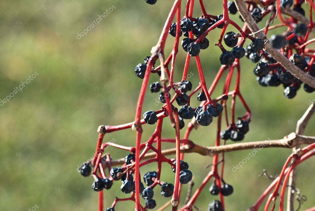 Withered Grapes