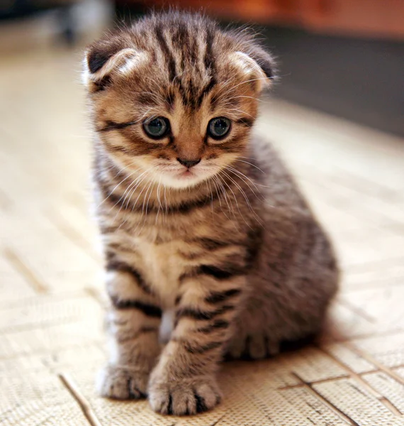 Funny curious Scottish fold kitten in play