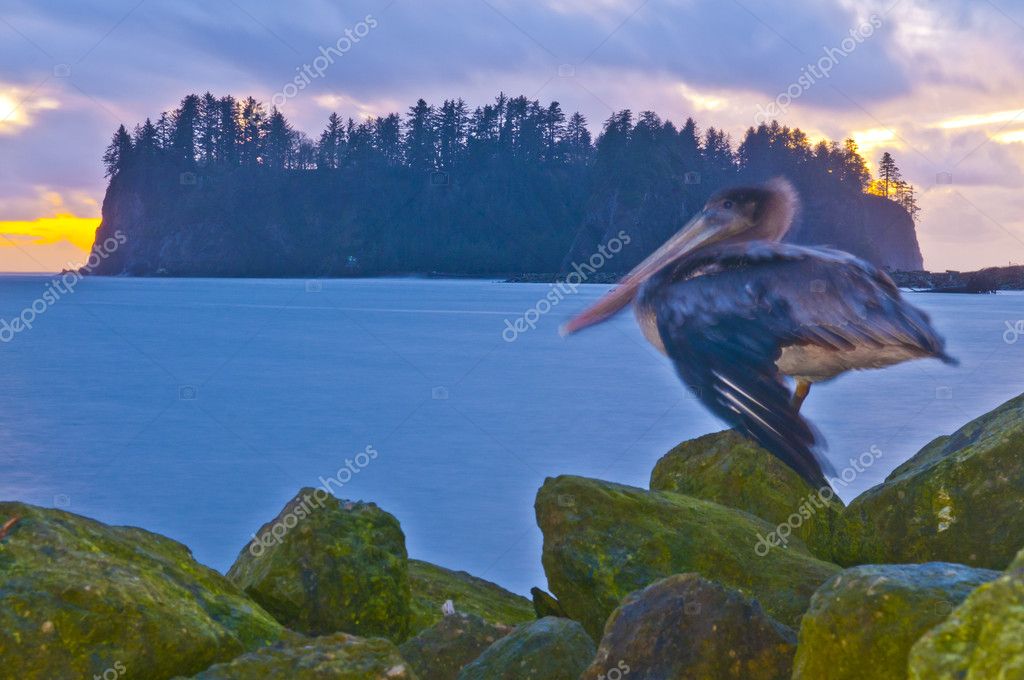 La Push Beach Forks Washington — Stock Photo © kwiktor 9596449