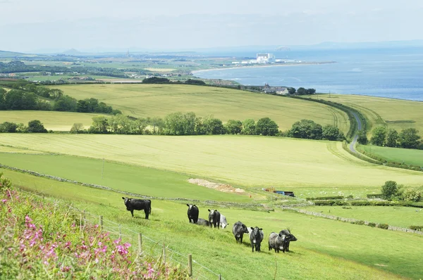Cattle in field and east coast Berwickshire