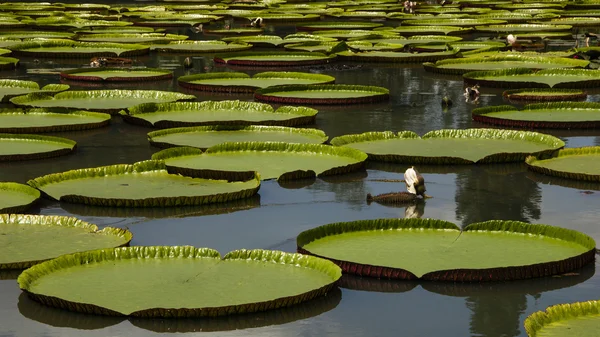Giant water lily