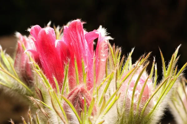 Pink spring flower close-up
