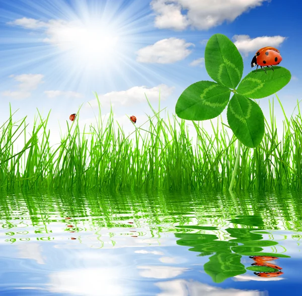 depositphotos_9577358-Clover.jpg
