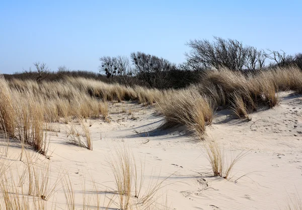 Dunes near Dutch coast.