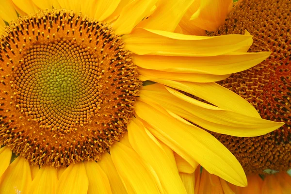 Beautiful sunflower back