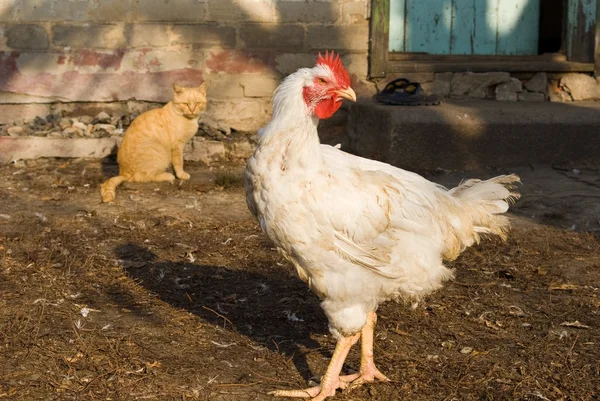 Chicken and cat