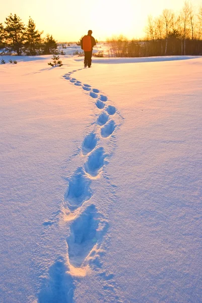 Track of hiker in a winter plain at the sunset