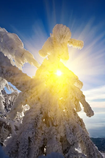 Sun pushing through a snowbound pine tree