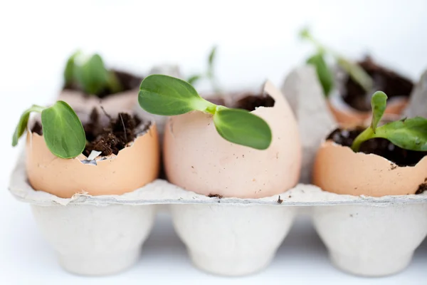 Green seedlings growing out of soil in egg shells