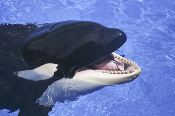 A Close Up of a Killer Whale\'s Mouth
